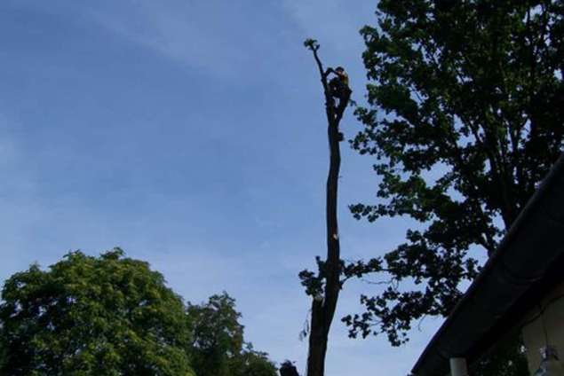 in stukken zagen van een eikenboom voor de kachel, afvoeren takken naar de stort